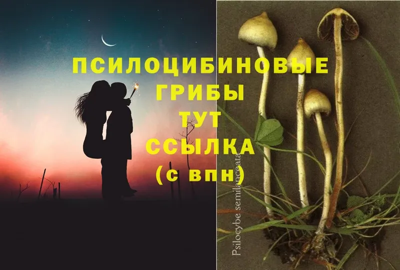 Галлюциногенные грибы Psilocybe  Завитинск 